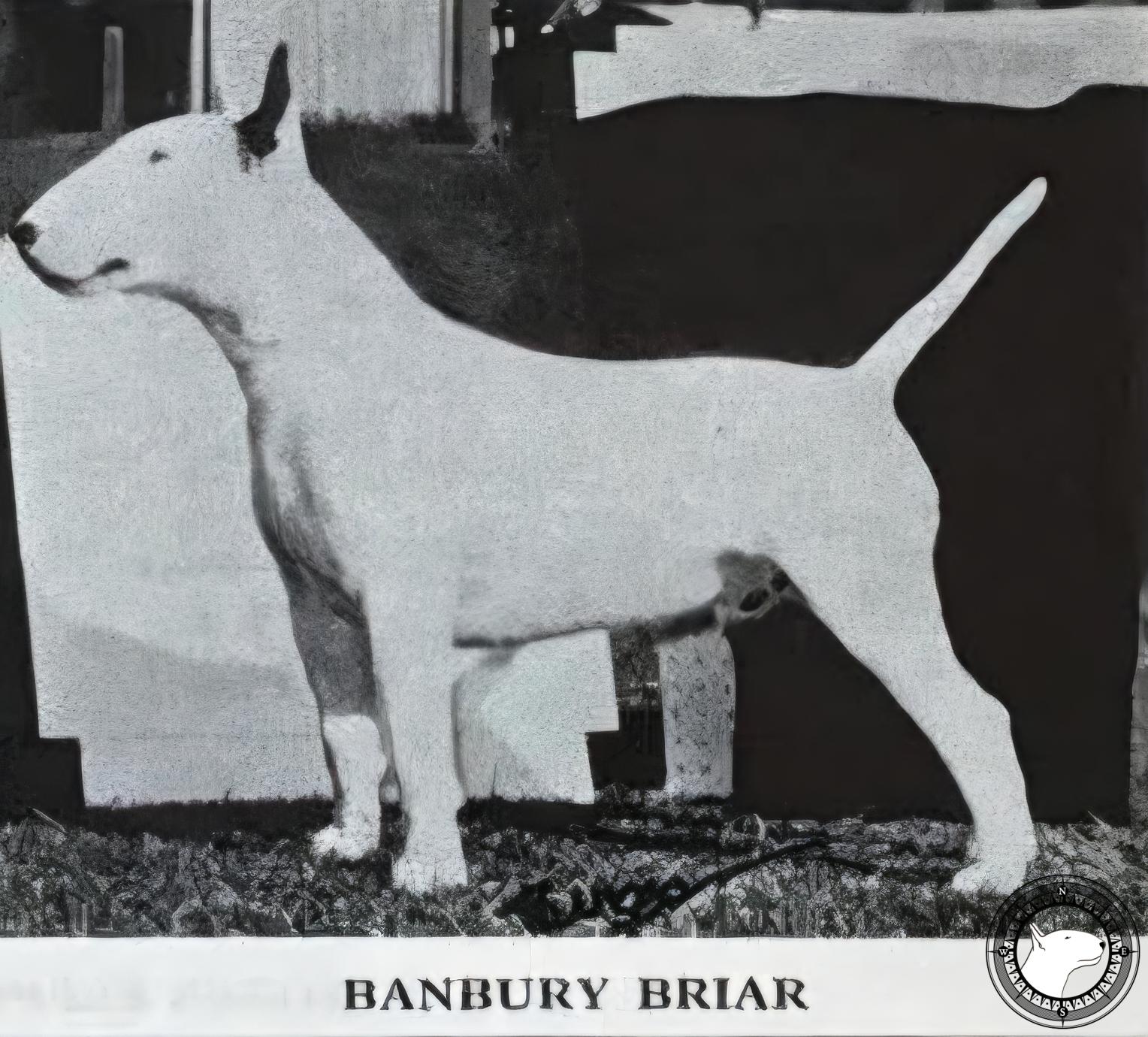 BANBURY BRIAR