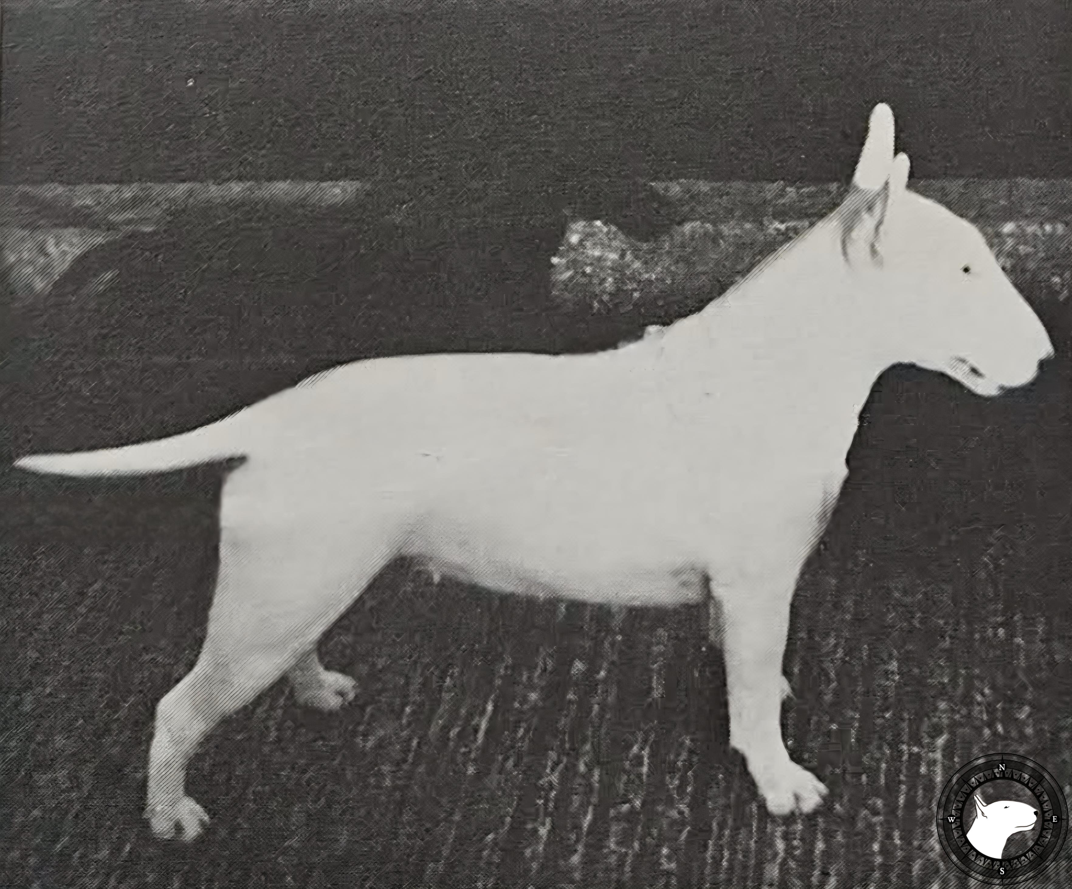 SOUPERLATIVE SILVERY MOON