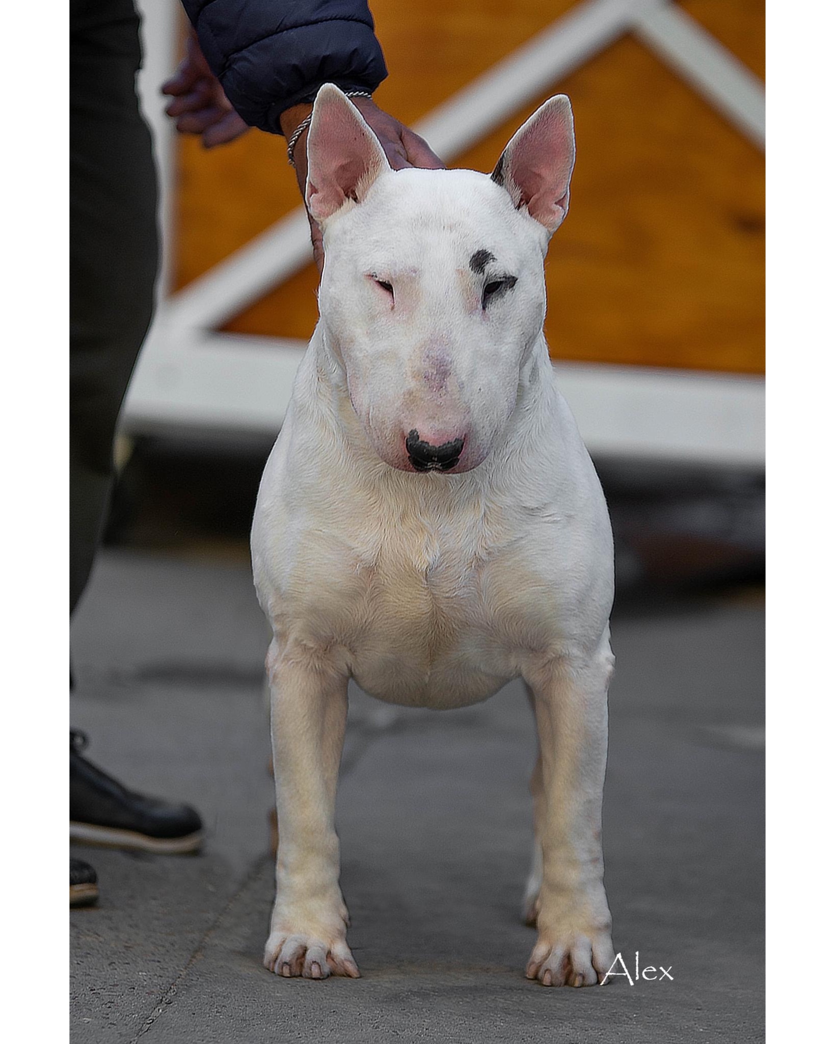 Dog Image