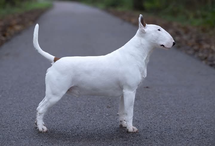 Dog Image