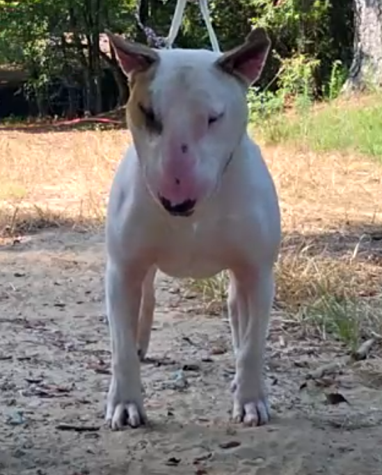 Dog Image